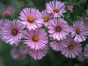 aster_pink_landscape Aster novae-angliae Harrington's Pink New England Aster