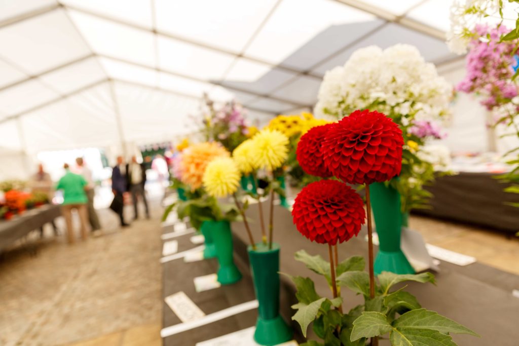 Flower competition display 2