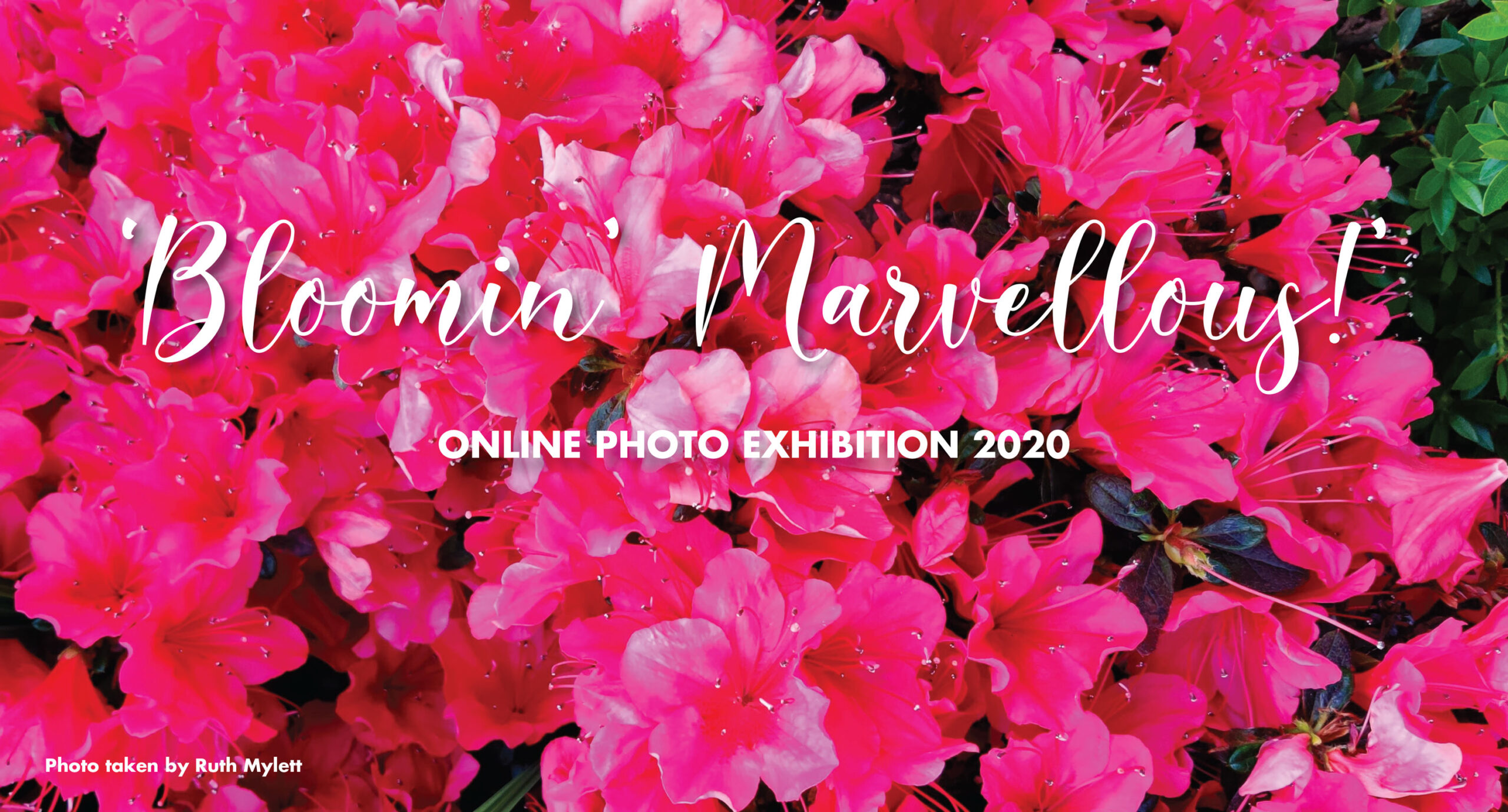 FLOWER-SHOW-GRAPHIC