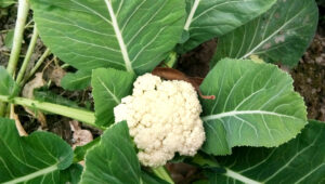 Closeup fresh cauliflower from the vegetable garden, outdoor day light, organic vegetable farming Cauliflower