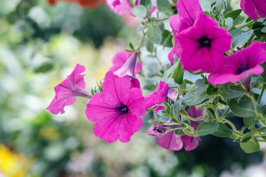 Spring outdoor dense colored morning glory,Pharbitis nil (L.) Choisy Petunias