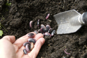 Planting runner beans