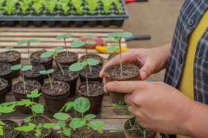 Female gardener checking the growth of saplings in the small pot Seedlings