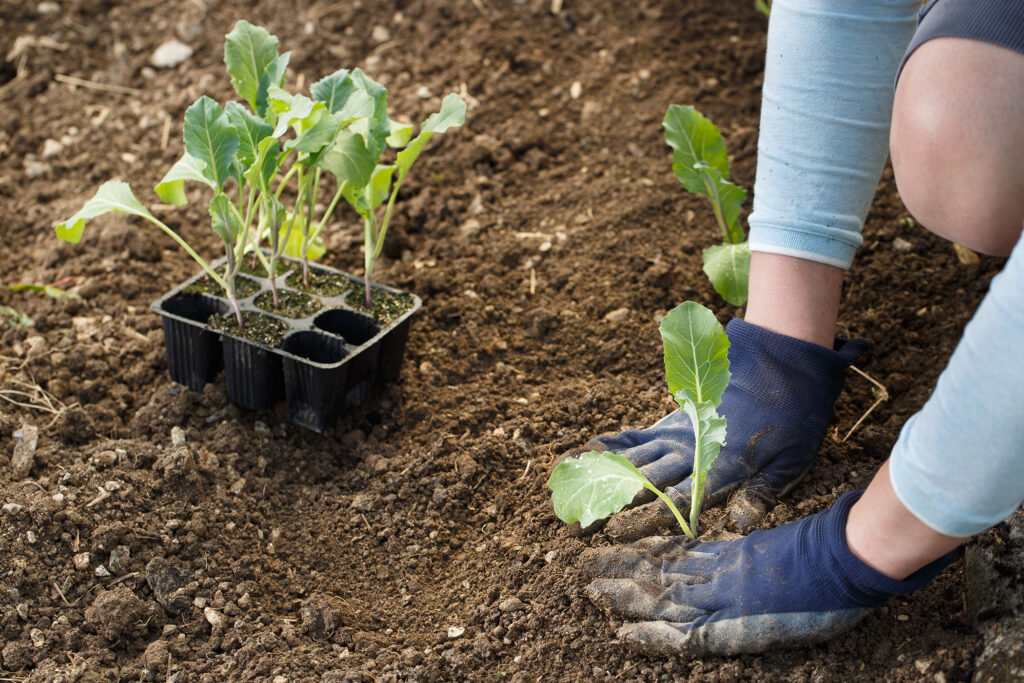 Gardener planting cauliflower seedlings in freshly ploughed garden beds.