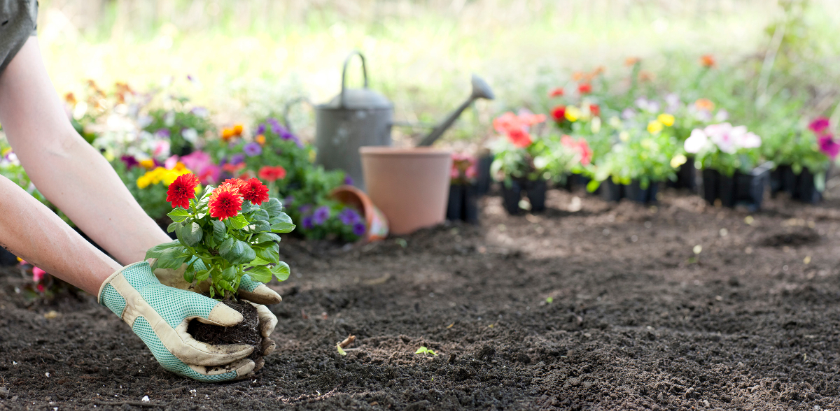 gardener plants out dahlias