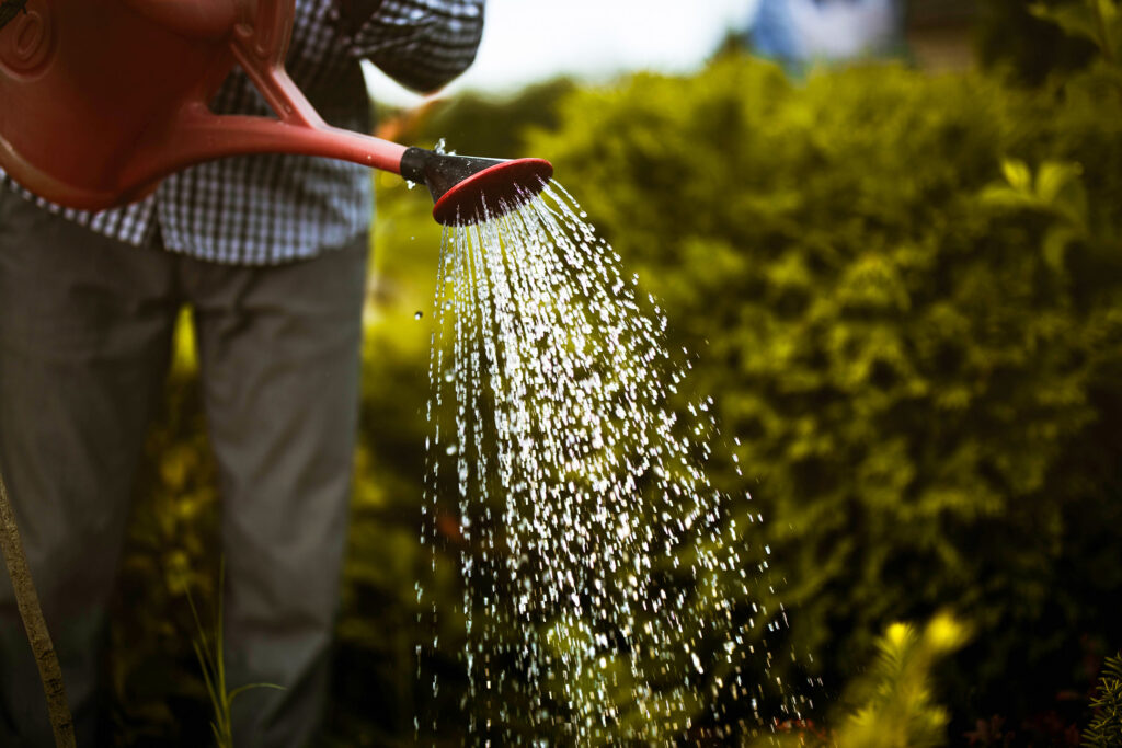 Man watering his garden with a watering can