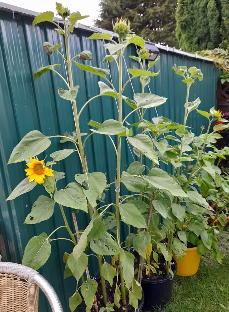 Terry-Holland-Sunflower4