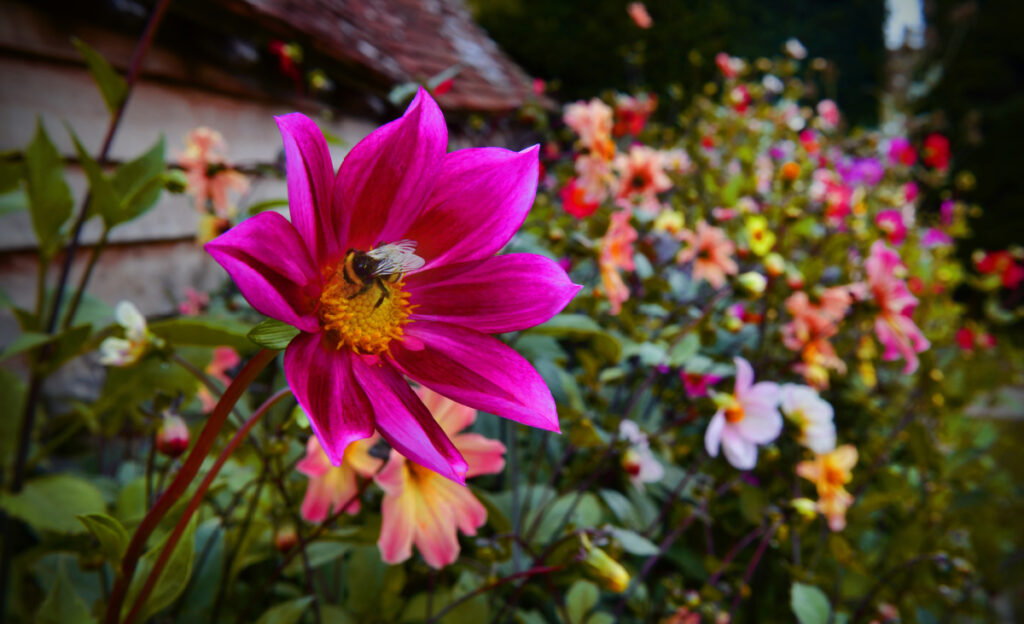 Bee sits on the pollen of a bright pink dahlia flower