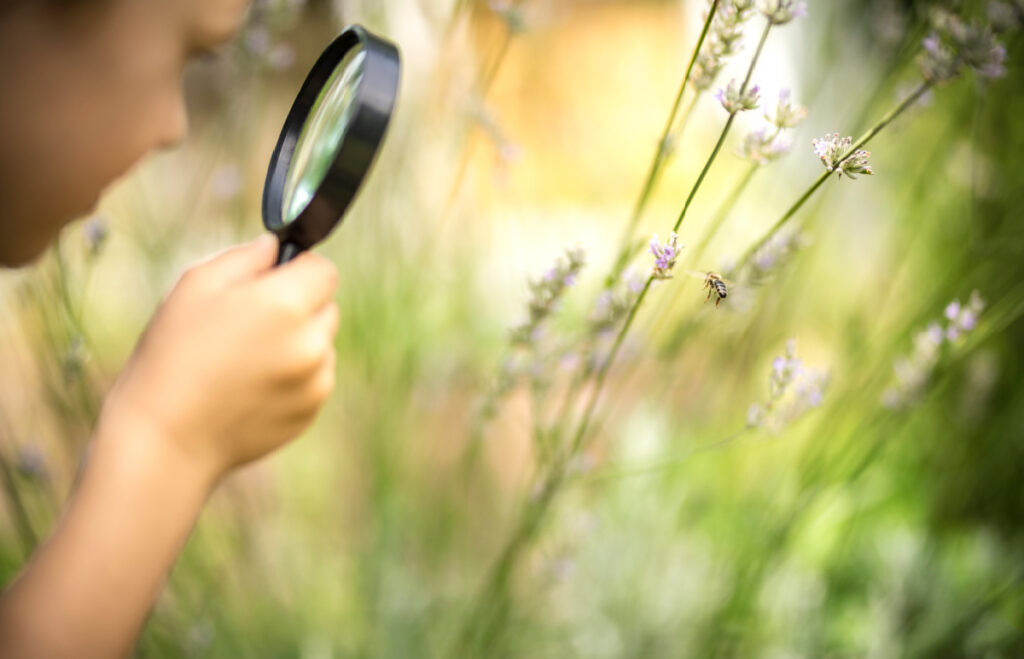 Child looks at a bee on wildflowers with a magnifying glass