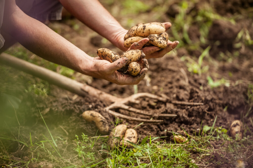 Digging out potatoes from the earth