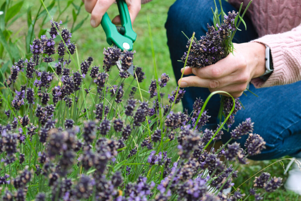 cutting-lavender