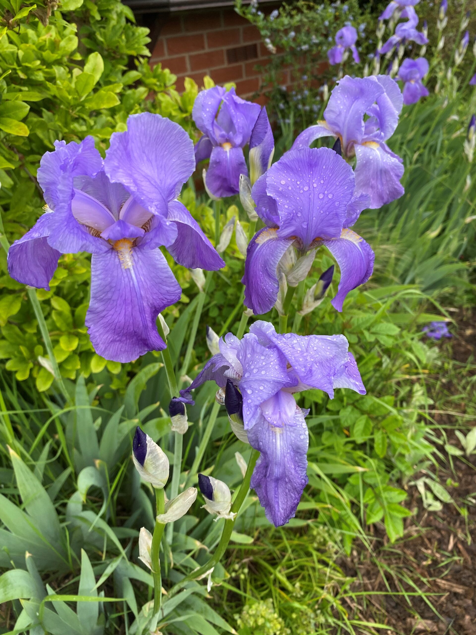 Iris'