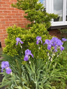 Admiring the flowers at Knowsley Flower show 2022
