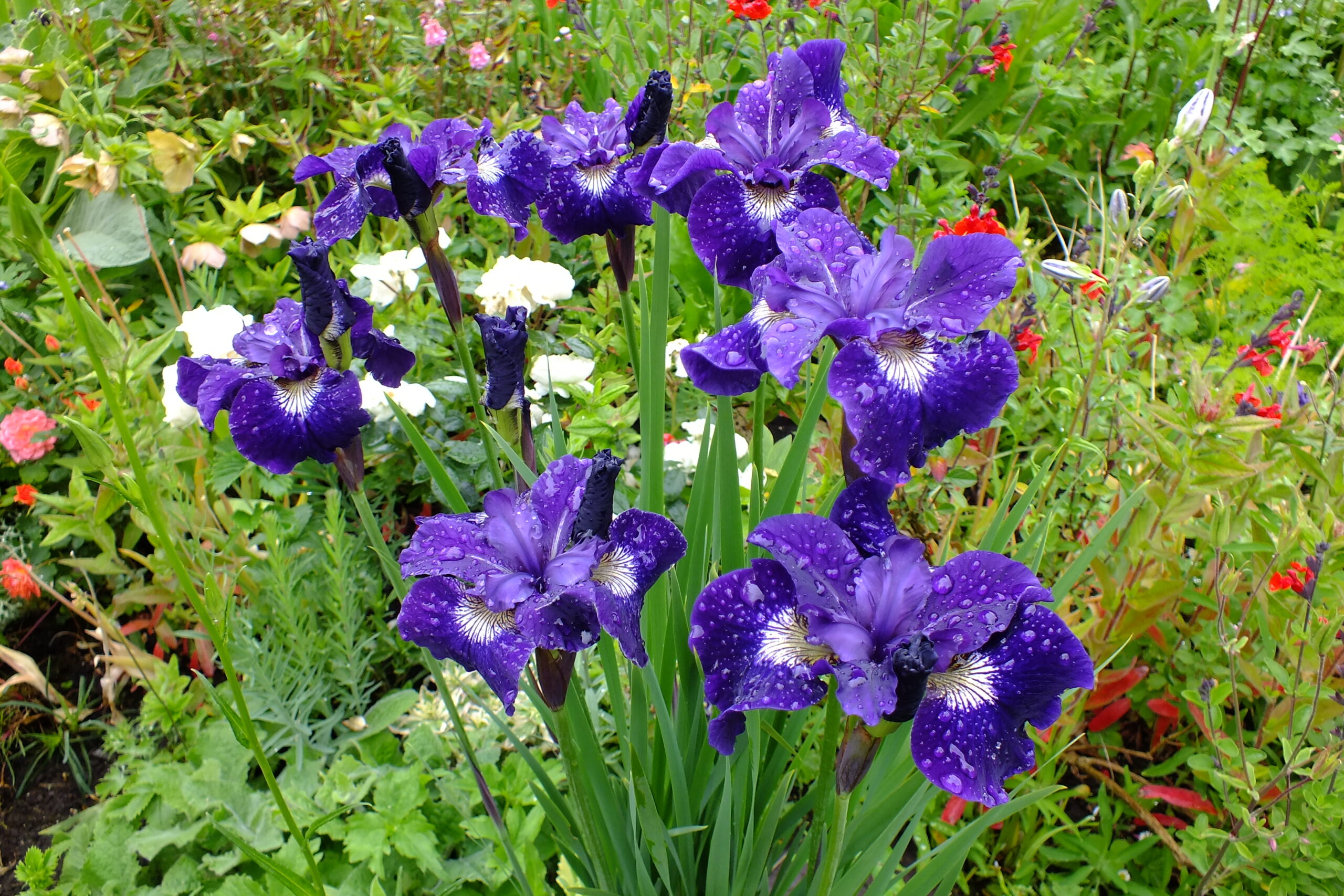 Iris