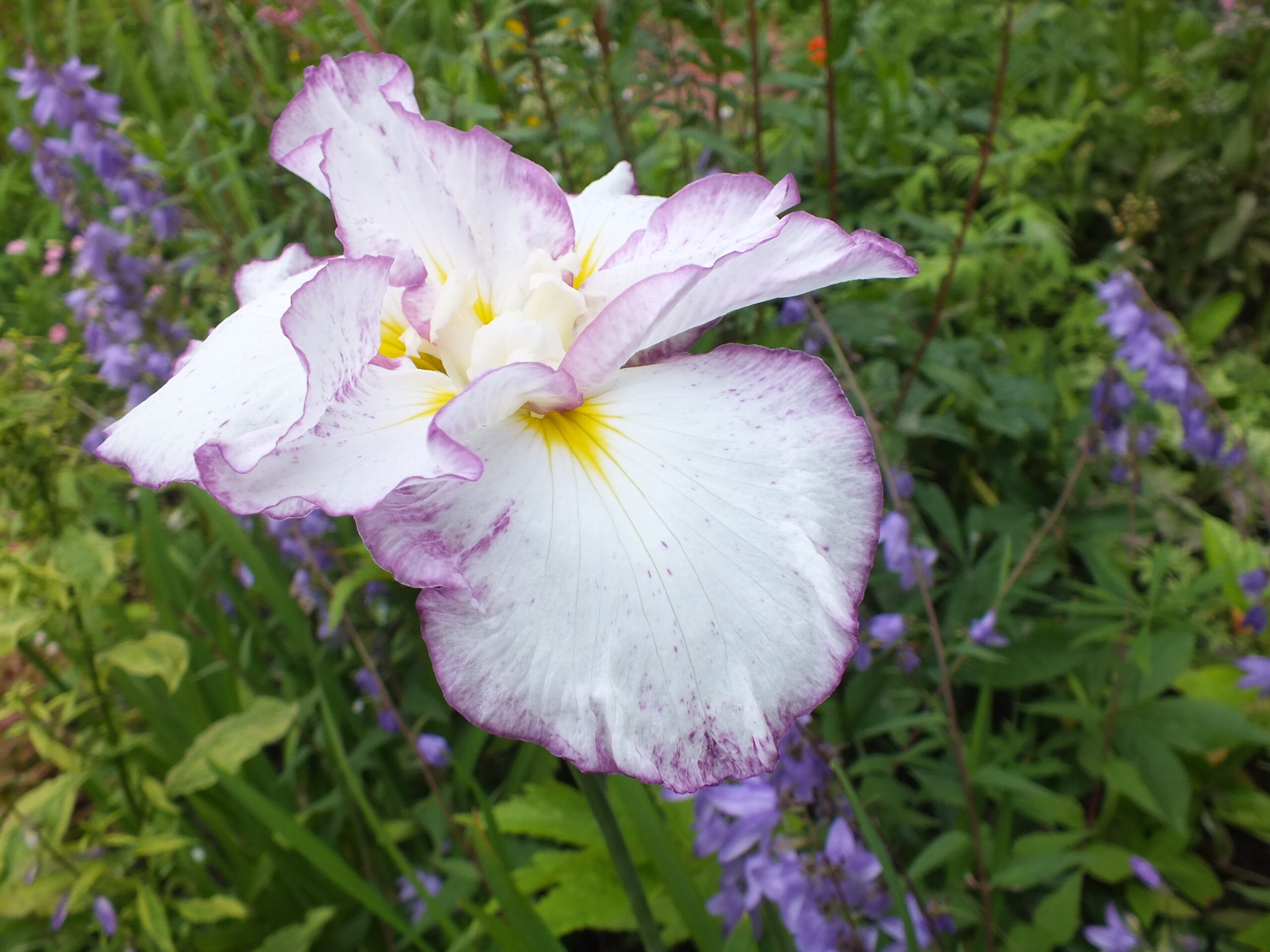 Iris