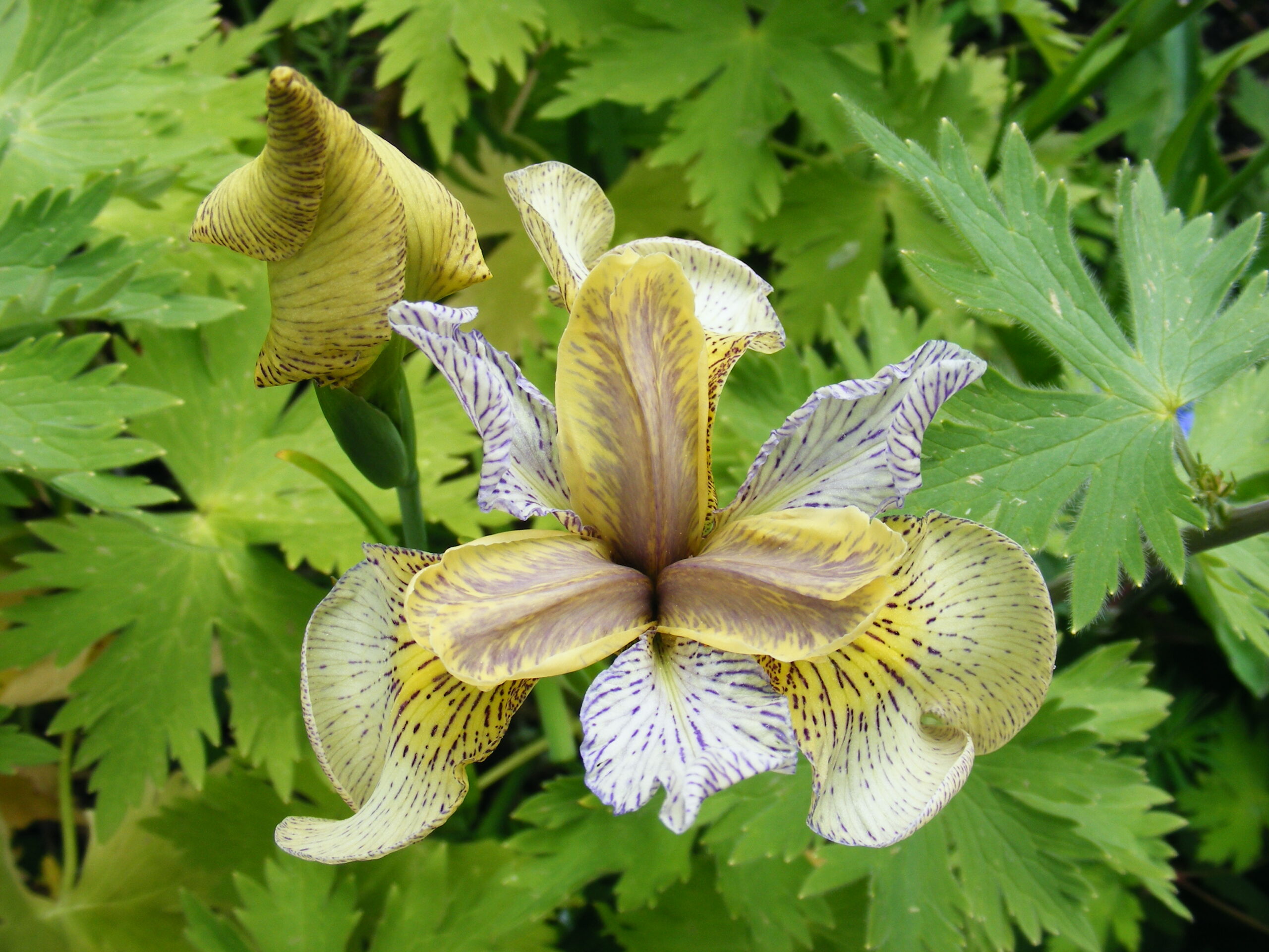 iris